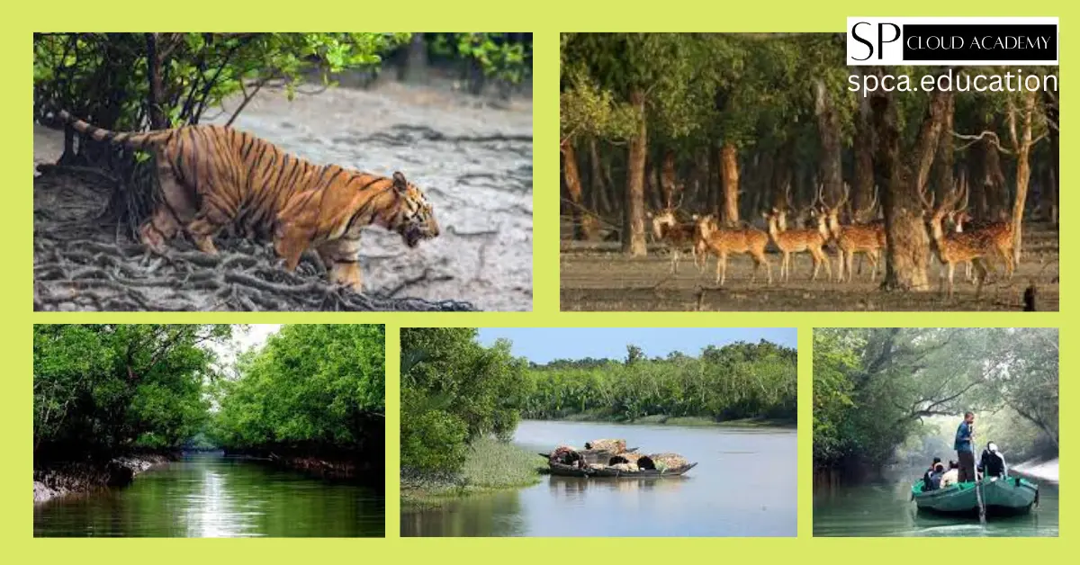 Sundarban: Discovering the Untamed Wilderness of a UNESCO World Natural Heritage