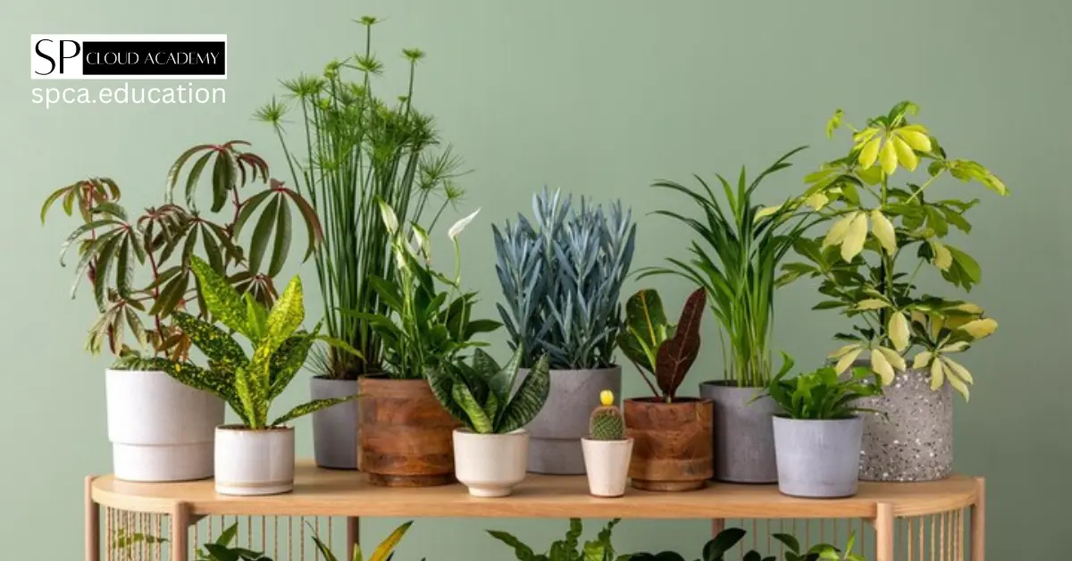 The Best Indoor Plants to Create a Cool and Refreshing Room Environment