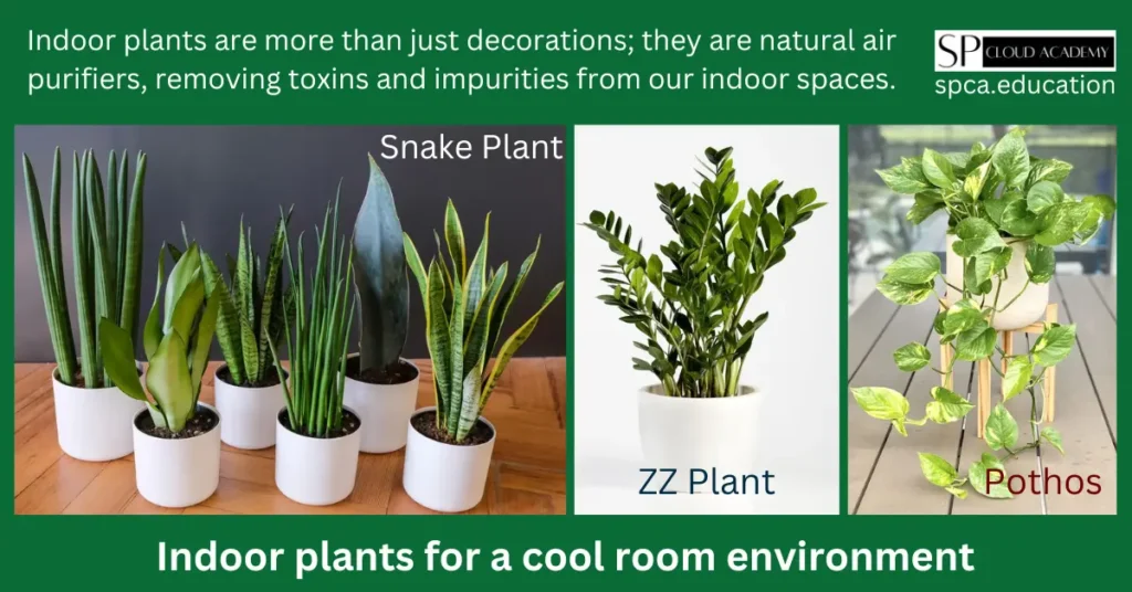 Indoor plants for a cool room environment