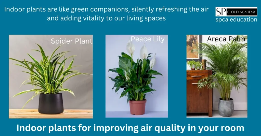 Indoor plants for improving air quality in your room